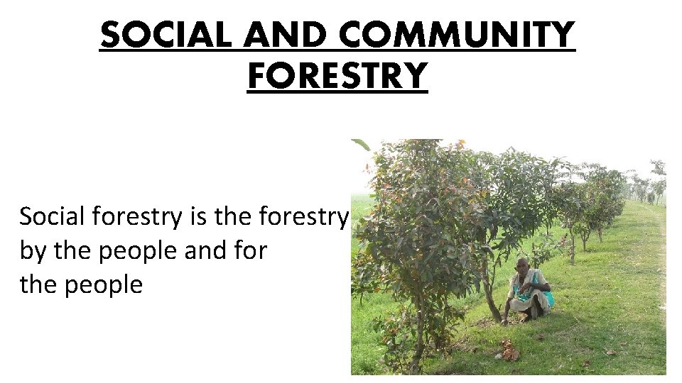 SOCIAL AND COMMUNITY FORESTRY Social forestry is the forestry by the people and for