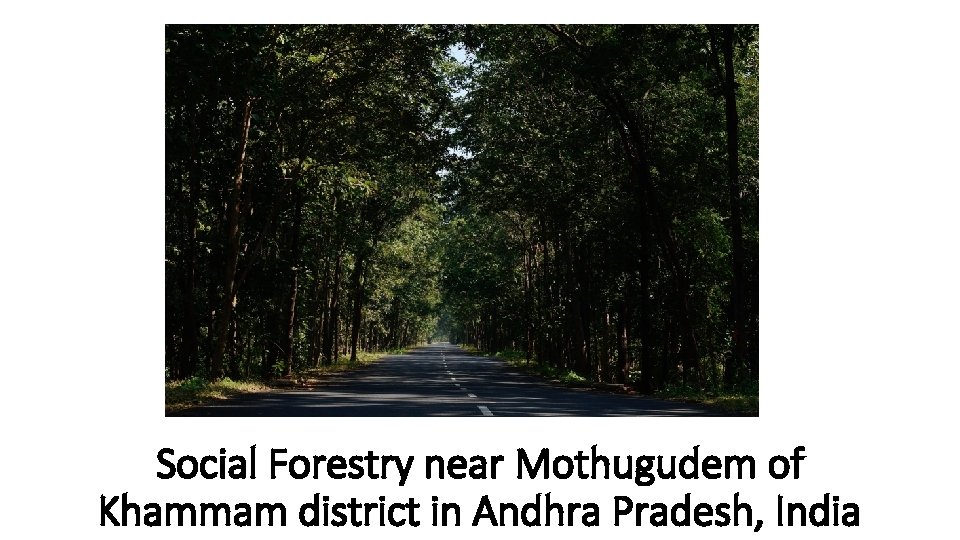 Social Forestry near Mothugudem of Khammam district in Andhra Pradesh, India 