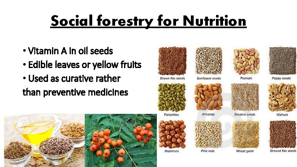 Social forestry for Nutrition • Vitamin A in oil seeds • Edible leaves or