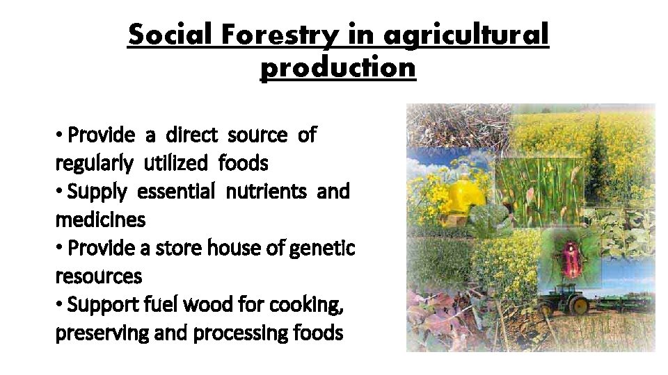 Social Forestry in agricultural production • Provide a direct source of regularly utilized foods