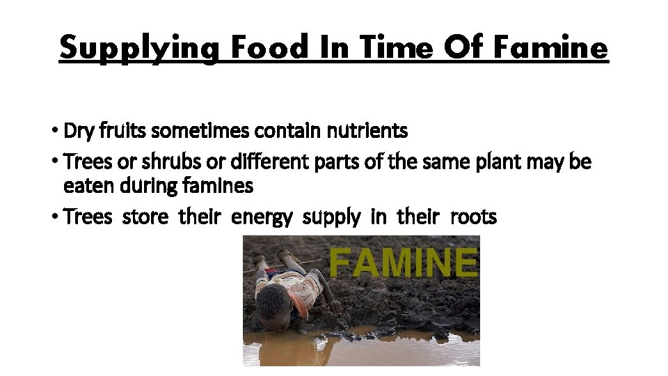 Supplying Food In Time Of Famine • Dry fruits sometimes contain nutrients • Trees