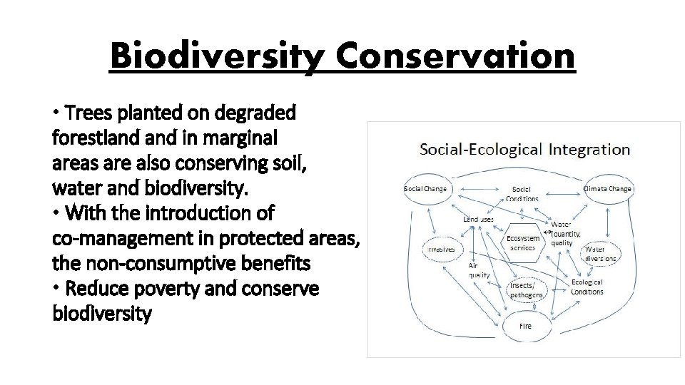 Biodiversity Conservation • Trees planted on degraded forestland in marginal areas are also conserving