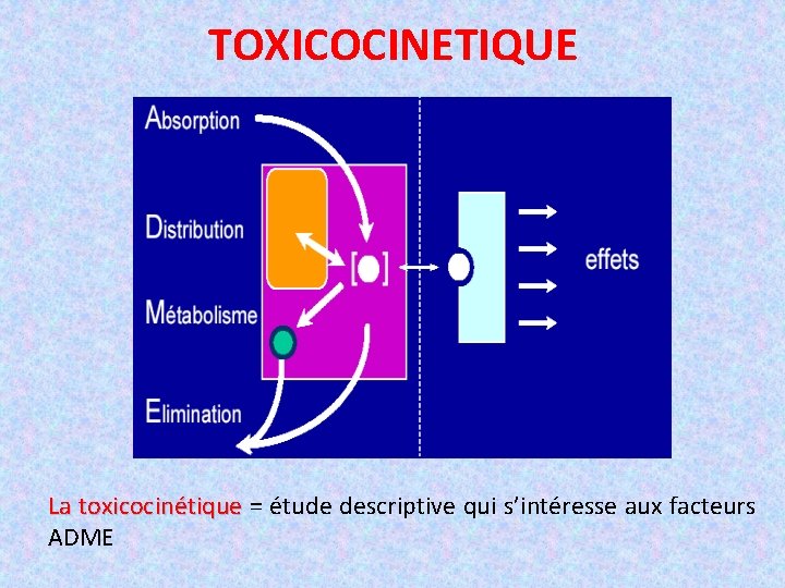TOXICOCINETIQUE La toxicocinétique = étude descriptive qui s’intéresse aux facteurs ADME 