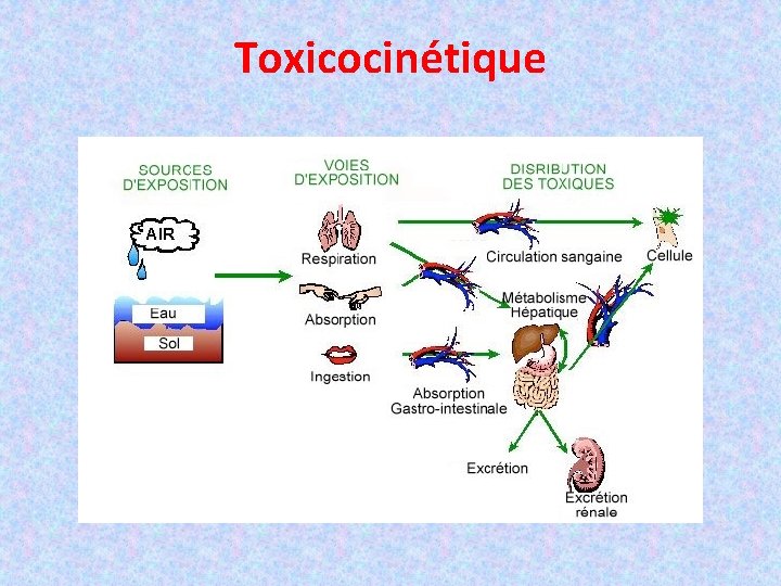 Toxicocinétique 