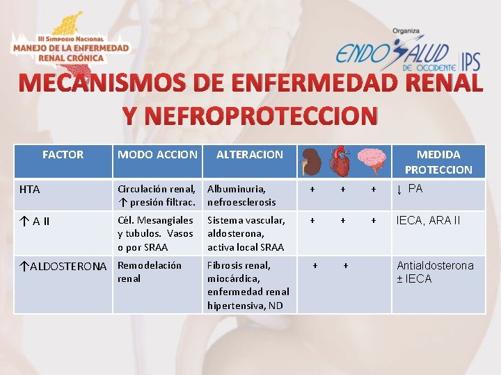 MECANISMOS DE ENFERMEDAD RENAL Y NEFROPROTECCION FACTOR MODO ACCION ALTERACION MEDIDA PROTECCION HTA Circulación