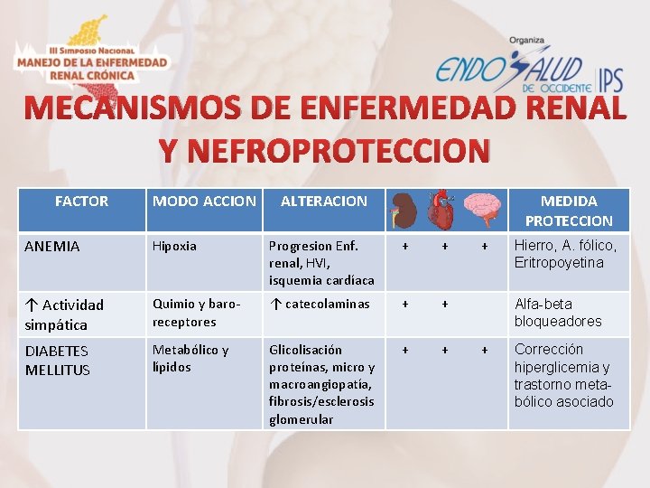 MECANISMOS DE ENFERMEDAD RENAL Y NEFROPROTECCION FACTOR MODO ACCION ALTERACION MEDIDA PROTECCION ANEMIA Hipoxia