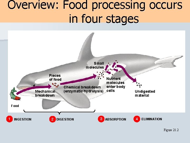 Food Breakdown Process HUMAN ANATOMY PHYSIOLOGY Human Digestive System WarmUp journal