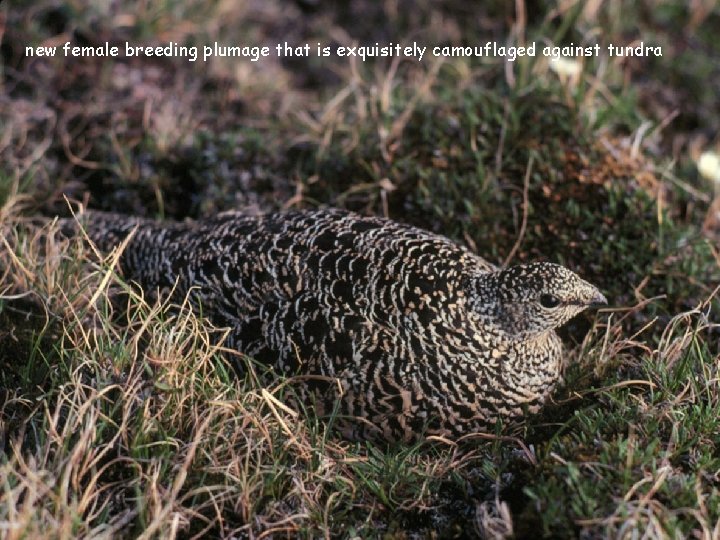 new female breeding plumage that is exquisitely camouflaged against tundra 