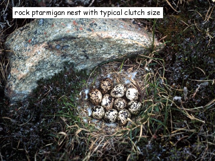 rock ptarmigan nest with typical clutch size 