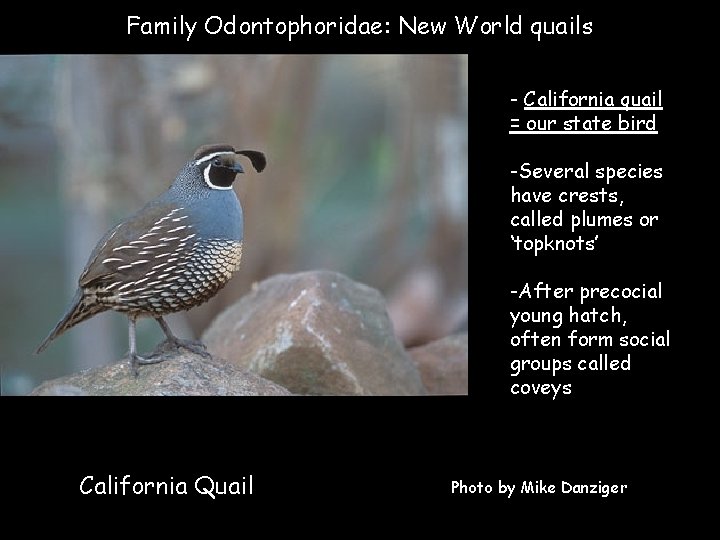 Family Odontophoridae: New World quails - California quail = our state bird -Several species
