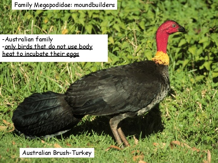 Family Megapodidae: moundbuilders -Australian family -only birds that do not use body heat to