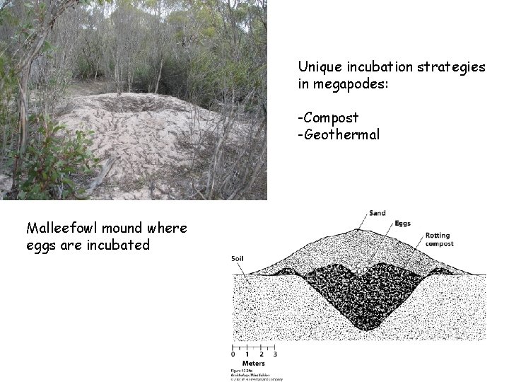 Unique incubation strategies in megapodes: -Compost -Geothermal Malleefowl mound where eggs are incubated 