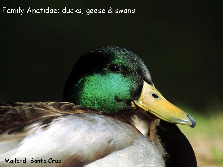 Family Anatidae: ducks, geese & swans Mallard, Santa Cruz 