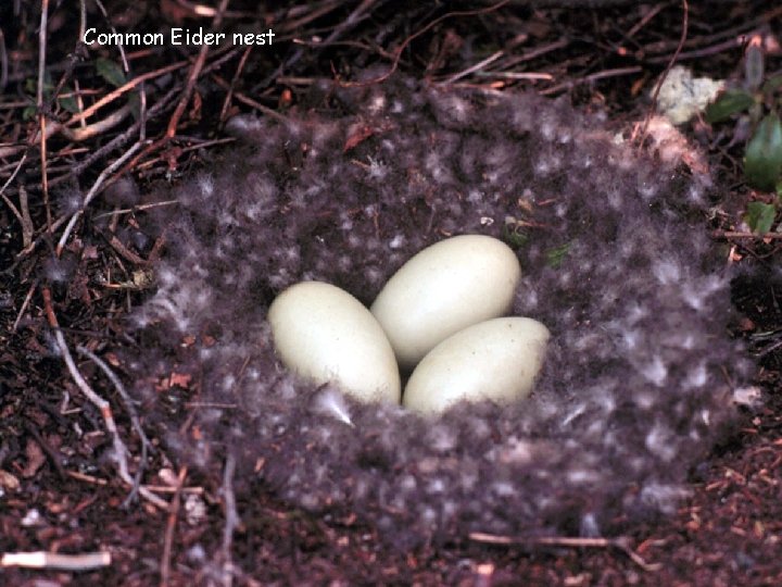 Common Eider nest 