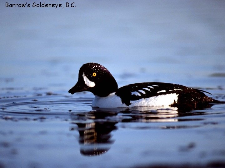 Barrow’s Goldeneye, B. C. 