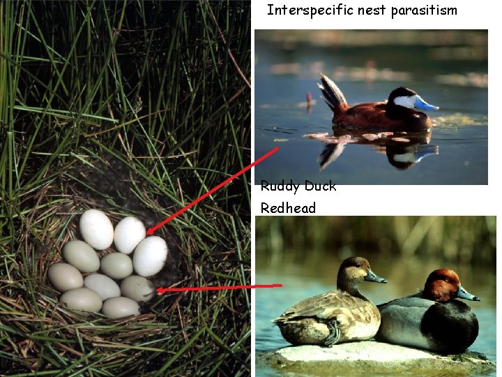 Interspecific nest parasitism Ruddy Duck Redhead 
