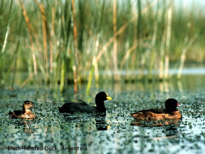 Black-headed Duck, Argentina 