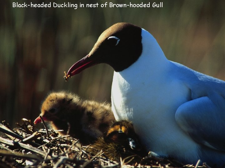 Black-headed Duckling in nest of Brown-hooded Gull 