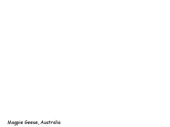 Magpie Geese, Australia 