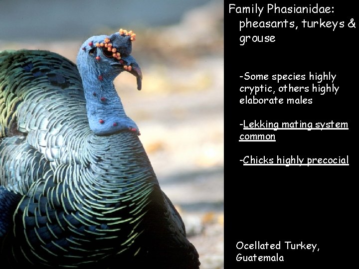 Family Phasianidae: pheasants, turkeys & grouse -Some species highly cryptic, others highly elaborate males