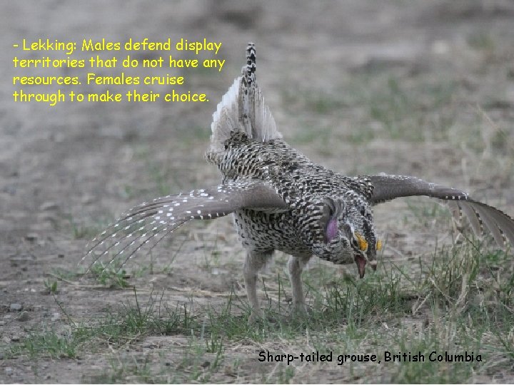 - Lekking: Males defend display territories that do not have any resources. Females cruise