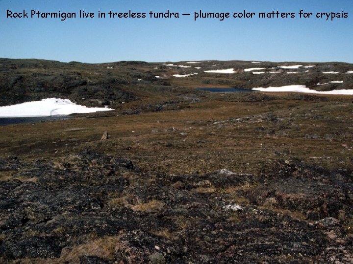 Rock Ptarmigan live in treeless tundra — plumage color matters for crypsis 