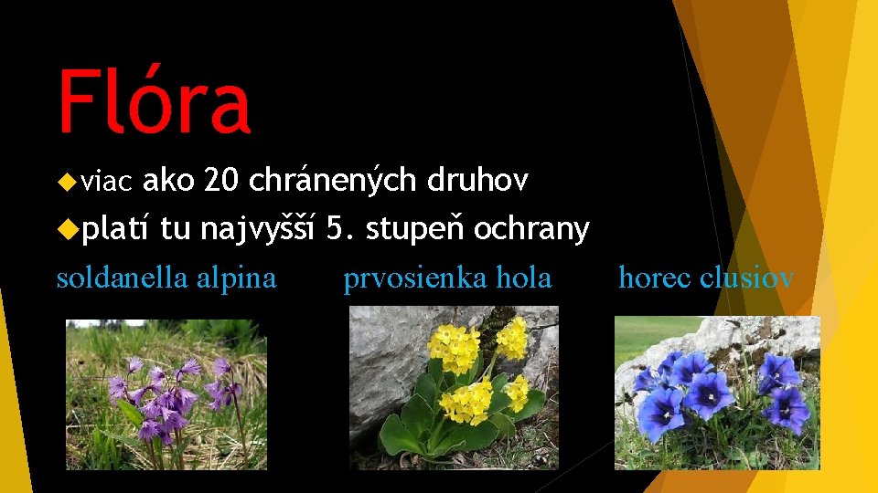 Flóra ako 20 chránených druhov platí tu najvyšší 5. stupeň ochrany soldanella alpina prvosienka