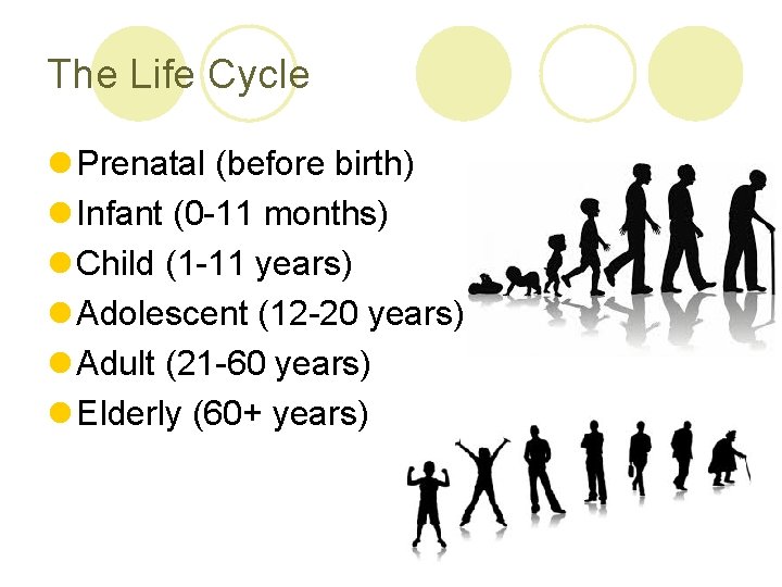 The Life Cycle l Prenatal (before birth) l Infant (0 -11 months) l Child