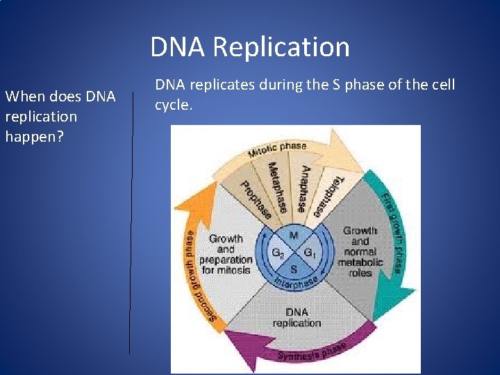 DNA Replication When does DNA replication happen? DNA replicates during the S phase of