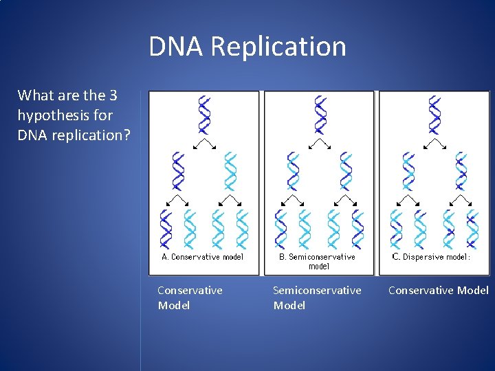 DNA Replication What are the 3 hypothesis for DNA replication? Conservative Model Semiconservative Model
