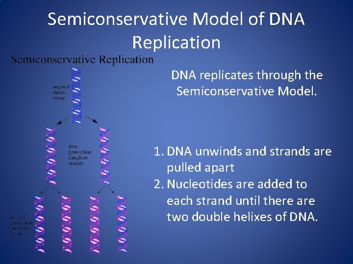Semiconservative Model of DNA Replication DNA replicates through the Semiconservative Model. 1. DNA unwinds