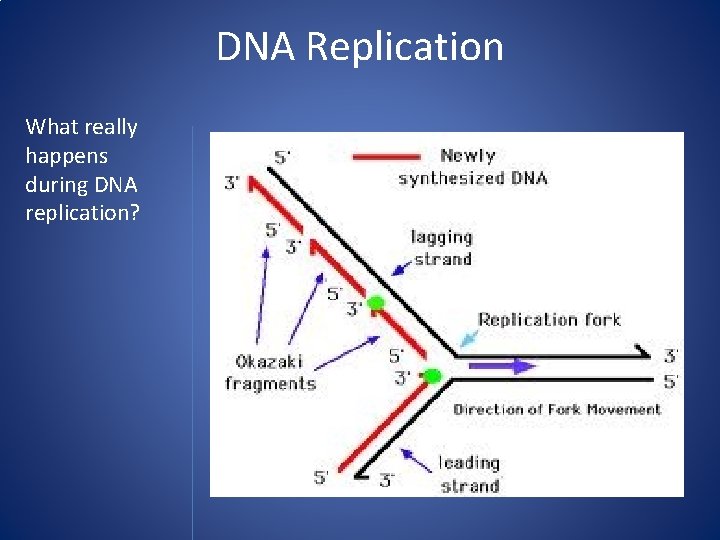DNA Replication What really happens during DNA replication? 