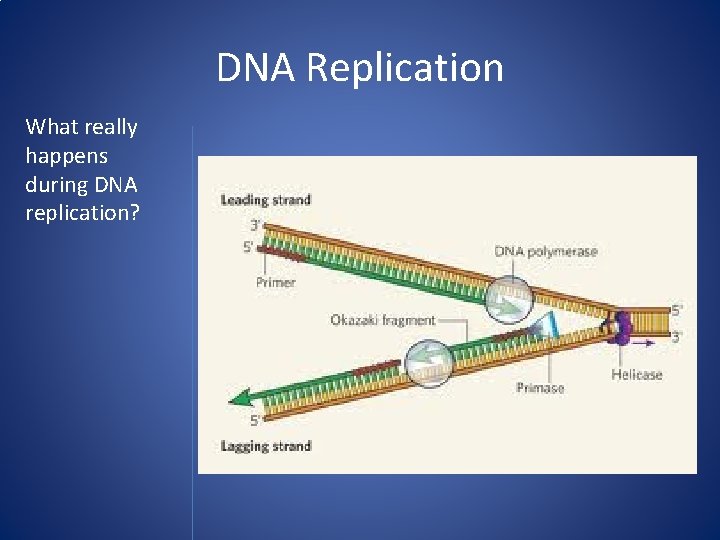 DNA Replication What really happens during DNA replication? 
