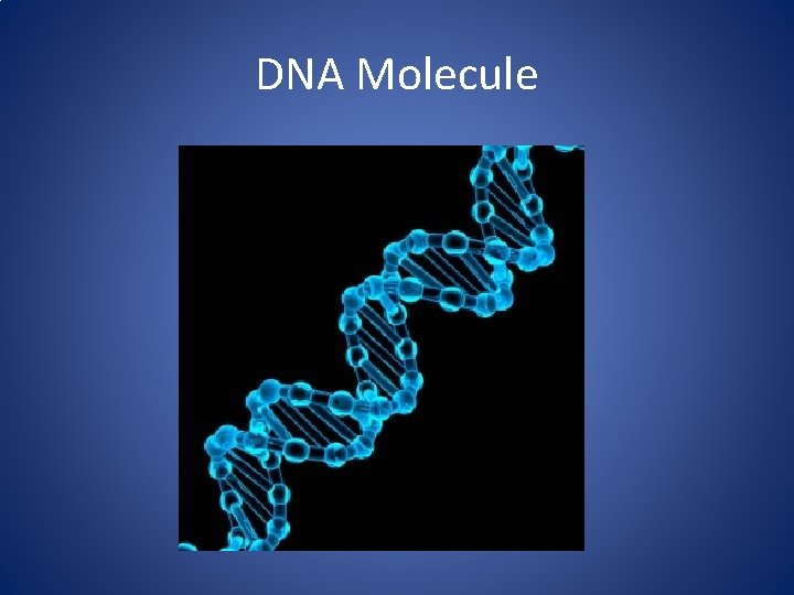 DNA Molecule 