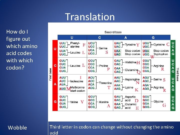 Translation How do I figure out which amino acid codes with which codon? Wobble