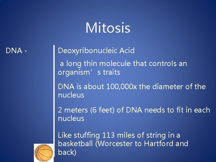 Mitosis DNA - Deoxyribonucleic Acid a long thin molecule that controls an organism’s traits