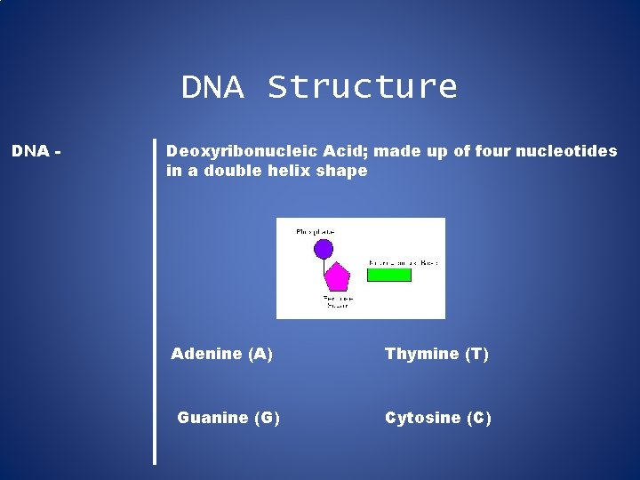 DNA Structure DNA - Deoxyribonucleic Acid; made up of four nucleotides in a double