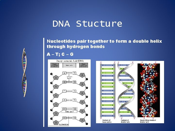 DNA Stucture Nucleotides pair together to form a double helix through hydrogen bonds A