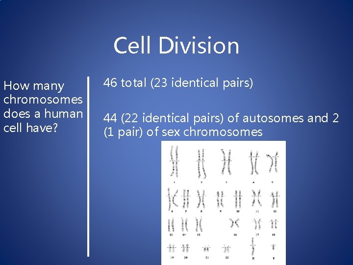 Cell Division How many chromosomes does a human cell have? 46 total (23 identical