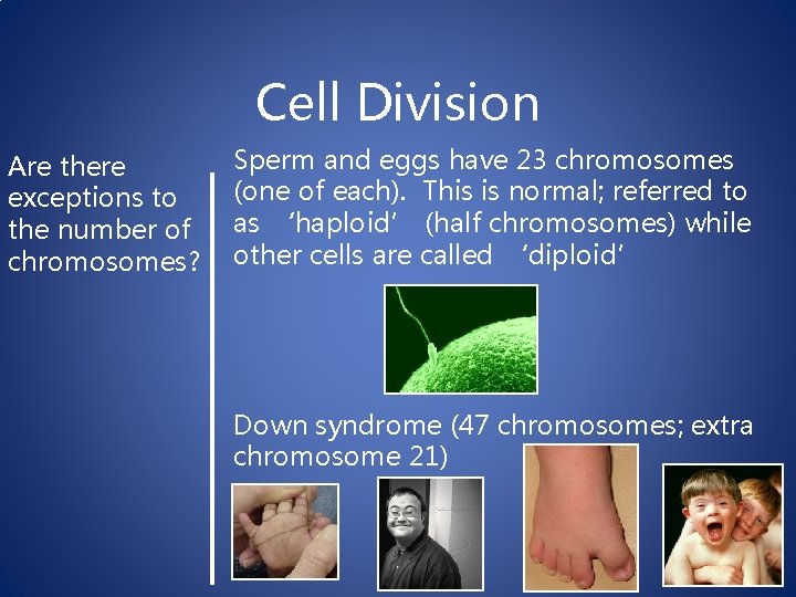 Cell Division Are there exceptions to the number of chromosomes? Sperm and eggs have