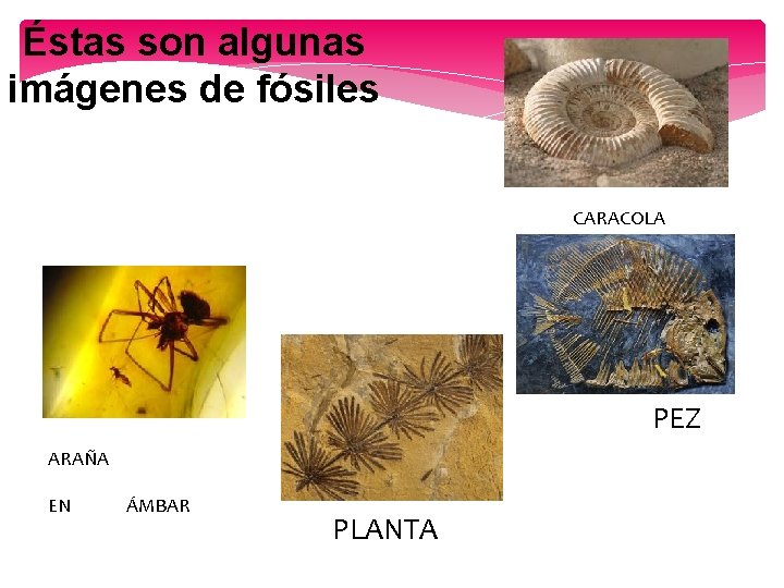 Éstas son algunas imágenes de fósiles CARACOLA PEZ ARAÑA EN ÁMBAR PLANTA 