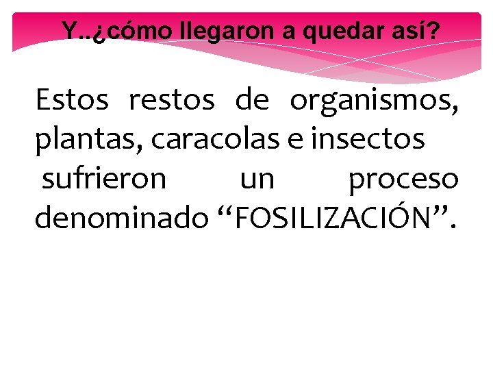 Y. . ¿cómo llegaron a quedar así? Estos restos de organismos, plantas, caracolas e