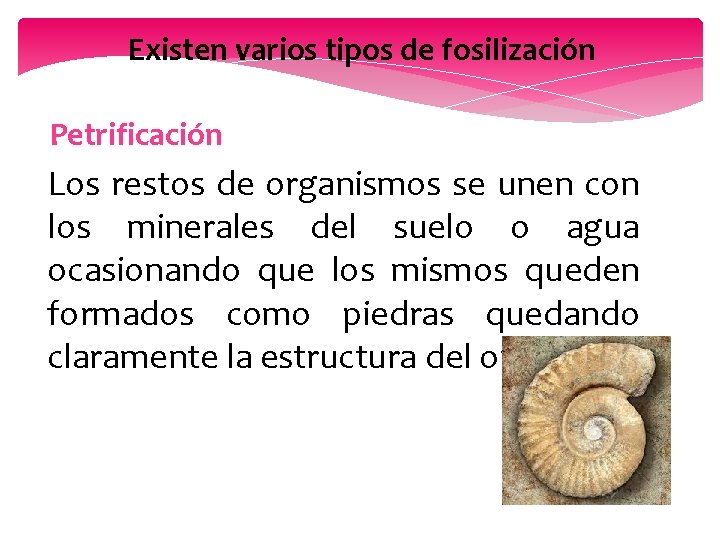 Existen varios tipos de fosilización Petrificación Los restos de organismos se unen con los