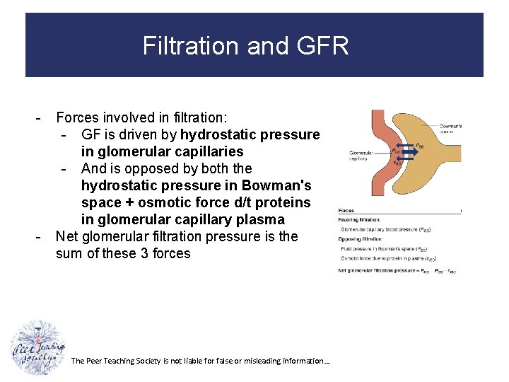 Filtration and GFR - - Forces involved in filtration: - GF is driven by