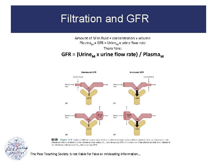 Filtration and GFR The Peer Teaching Society is not liable for false or misleading