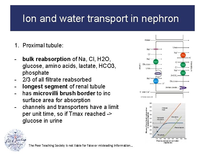 Ion and water transport in nephron 1. Proximal tubule: - bulk reabsorption of Na,