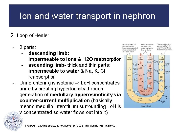 Ion and water transport in nephron 2. Loop of Henle: - - 2 parts: