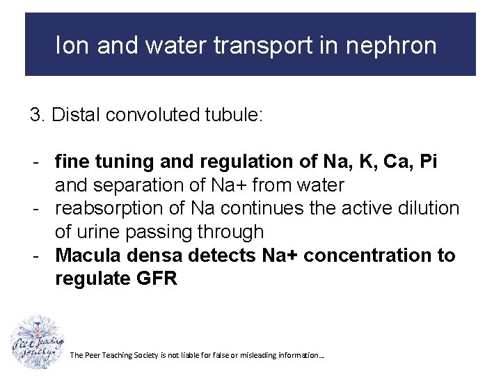 Ion and water transport in nephron 3. Distal convoluted tubule: - fine tuning and