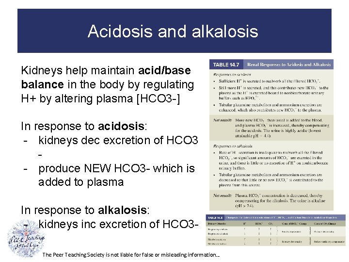Acidosis and alkalosis Kidneys help maintain acid/base balance in the body by regulating H+