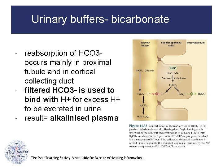 Urinary buffers- bicarbonate - reabsorption of HCO 3 occurs mainly in proximal tubule and